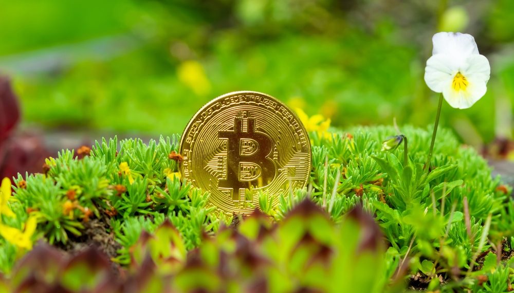 Golden Bitcoin coin standing upright amidst vibrant green moss and delicate wildflowers, symbolizing the growth and natural evolution of cryptocurrency in the modern economy.